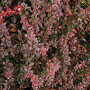 Berberis thunbergii 'Atropurpurea' close up
